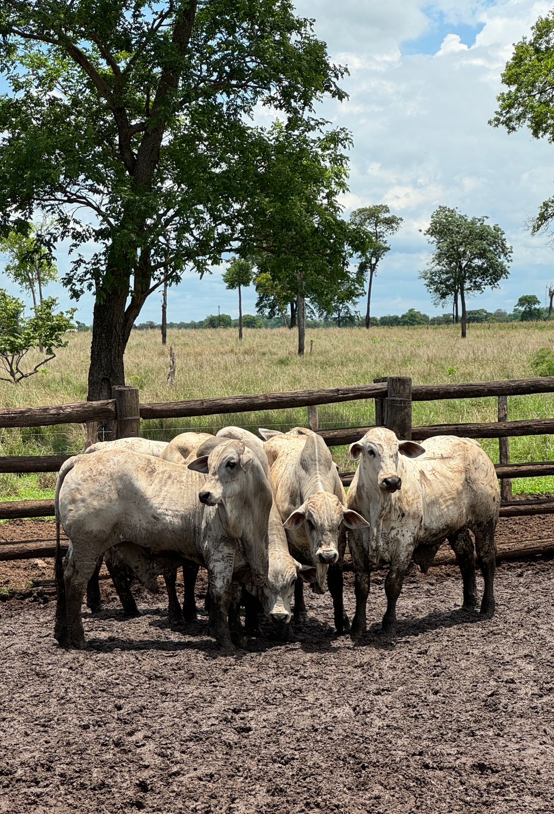 Bezerros filhos do Pontual em vacas cara-limpa, de frente, no curral com pasto ao fundo
